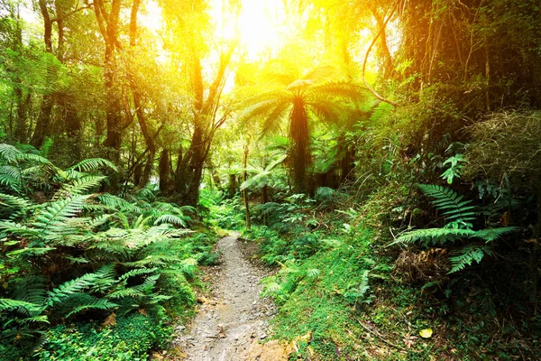 Polní cesta v zeleném lese — Stock fotografie