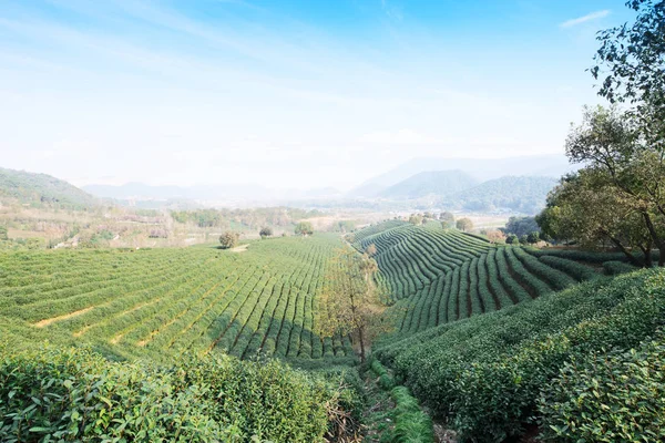 Groene thee plantage op heuvel — Stockfoto