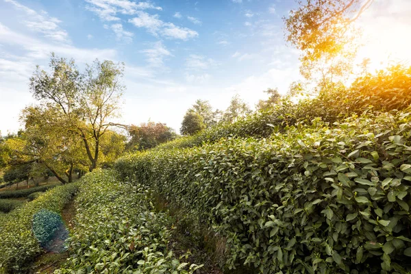 Groene thee plantage op heuvel — Stockfoto