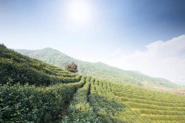 Плантація зеленого чаю на пагорбі — стокове фото