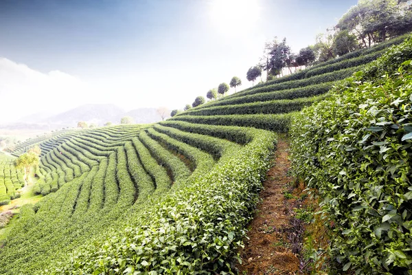 Зеленая чайная плантация на холме — стоковое фото