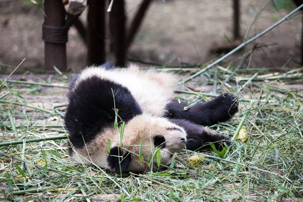 Panda no parque — Fotografia de Stock