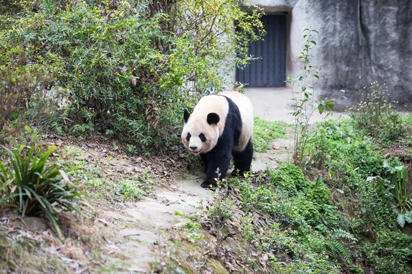 Panda parkban — Stock Fotó