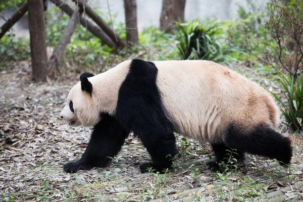 Panda i park — Stockfoto