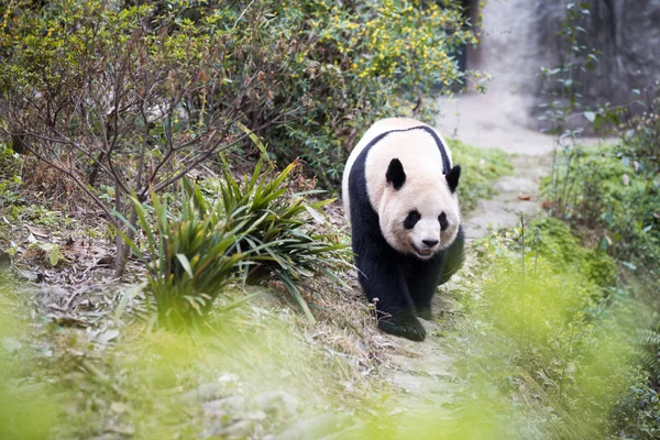 Panda parkban — Stock Fotó