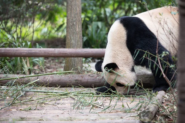 Panda dans le parc — Photo