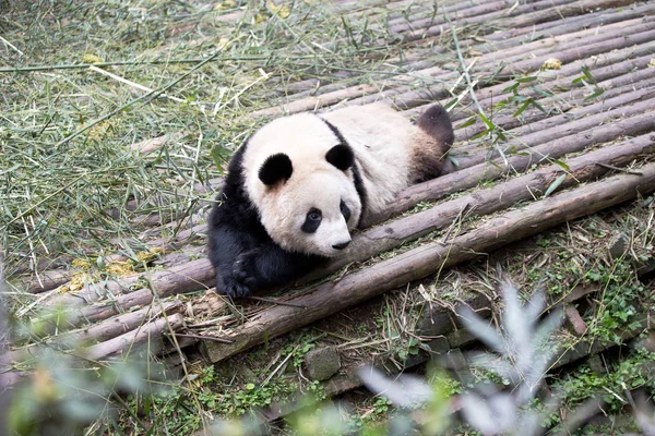 Panda nel parco — Foto Stock