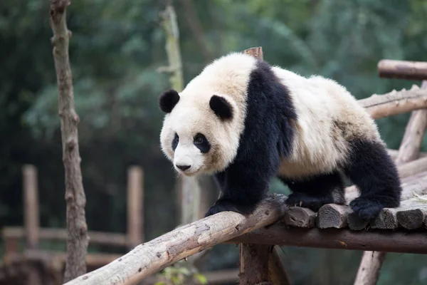 Panda im Park — Stockfoto