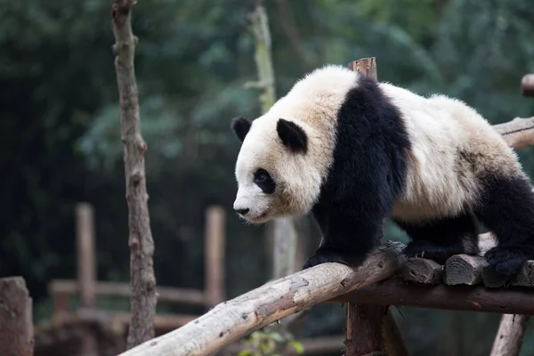 Panda w parku — Zdjęcie stockowe