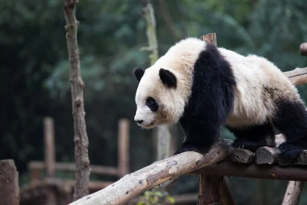 Panda v parku — Stock fotografie