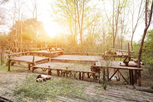 Pandas playing in park — Stock Photo, Image