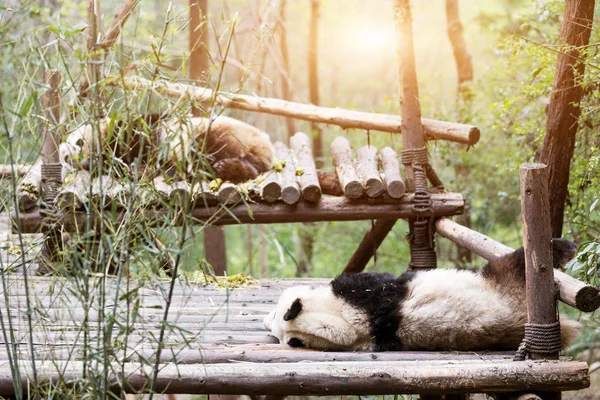 Панды играют в парке — стоковое фото