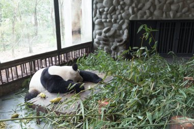 sevimli dev panda Hayvanat Bahçesi