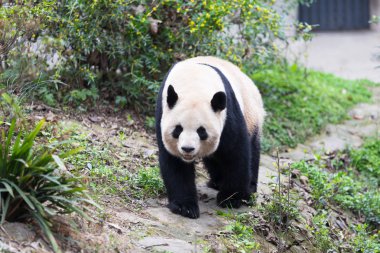 sevimli dev panda Hayvanat Bahçesi