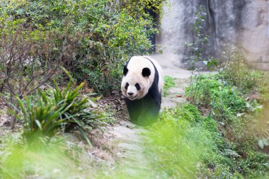 sevimli dev panda Hayvanat Bahçesi