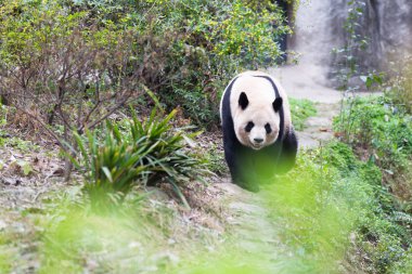 sevimli dev panda Hayvanat Bahçesi