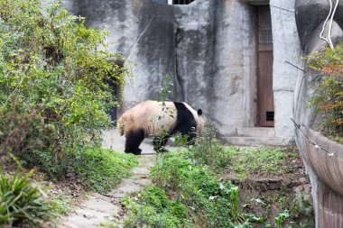 sevimli dev panda Hayvanat Bahçesi