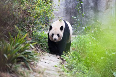 sevimli dev panda Hayvanat Bahçesi