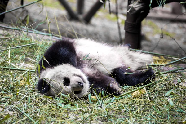 Encantador panda gigante en el zoológico —  Fotos de Stock