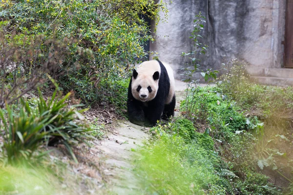 Sevimli dev panda Hayvanat Bahçesi — Stok fotoğraf