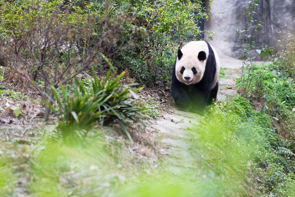 Sevimli dev panda Hayvanat Bahçesi — Stok fotoğraf
