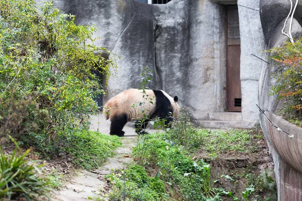 Encantador panda gigante en el zoológico — Foto de Stock