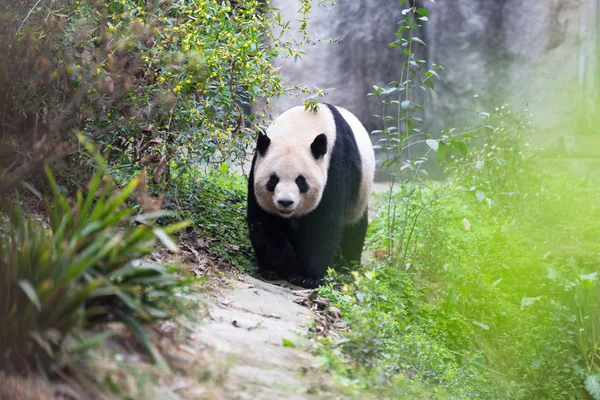 Krásná obří panda v zoo — Stock fotografie