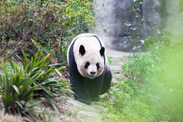 Gyönyörű óriás panda állatkertben — Stock Fotó