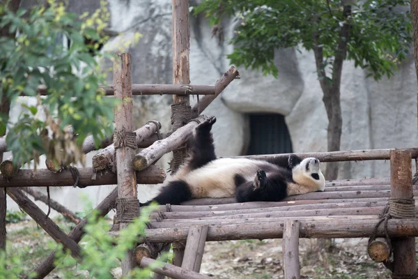 Ihana jättiläinen panda eläintarhassa — kuvapankkivalokuva