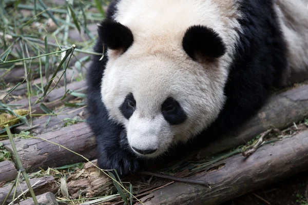 Lovely giant panda in zoo — Stock Photo, Image