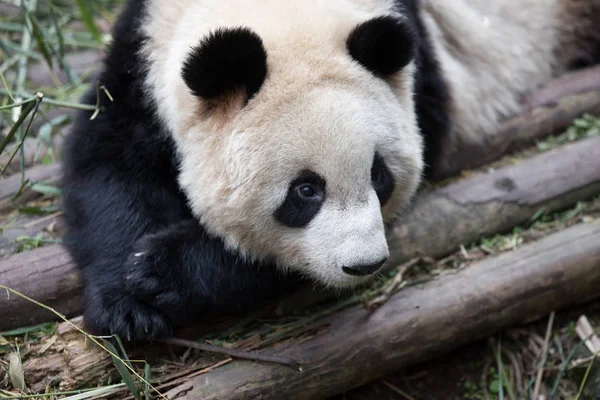 Krásná obří panda v zoo — Stock fotografie