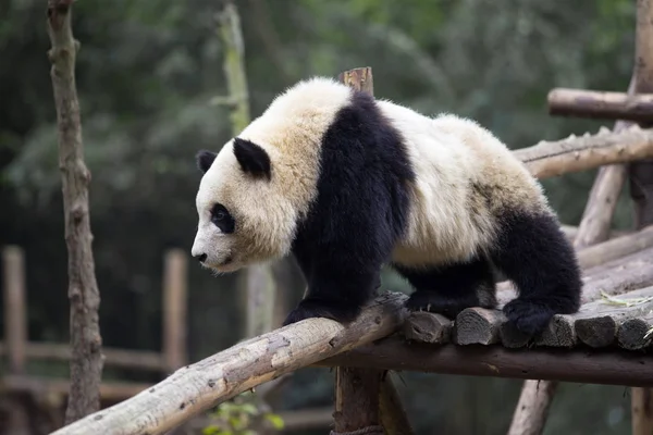 動物園ではジャイアント パンダを素敵です — ストック写真
