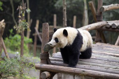 sevimli dev panda Hayvanat Bahçesi