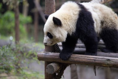 sevimli dev panda Hayvanat Bahçesi