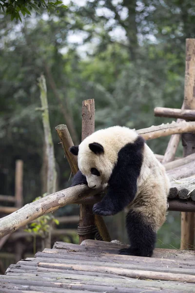 Charmant panda géant dans le zoo — Photo