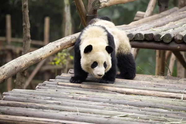 Gyönyörű óriás panda állatkertben — Stock Fotó