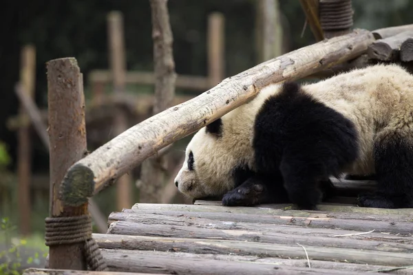 Gyönyörű óriás panda állatkertben — Stock Fotó