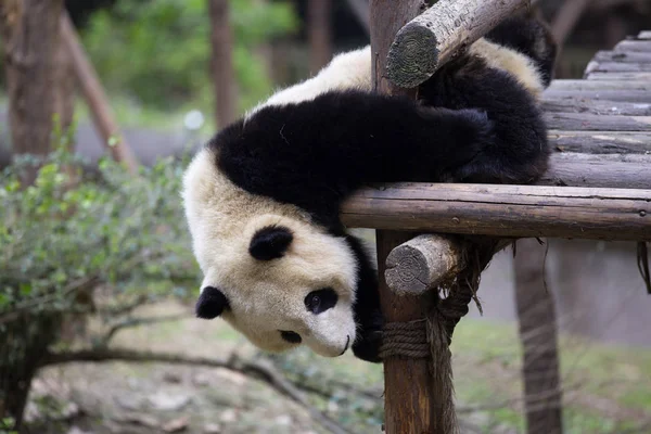 Прекрасная гигантская панда в зоопарке — стоковое фото
