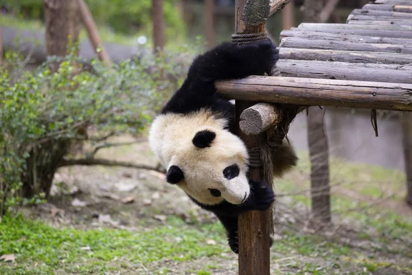 Großer Panda im Zoo — Stockfoto