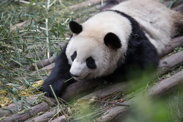 Grazioso panda gigante nello zoo — Foto Stock