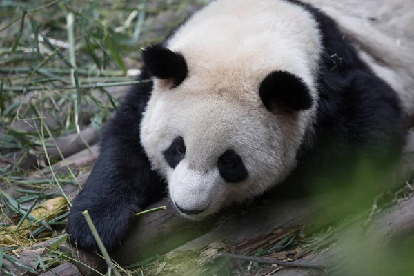 Grazioso panda gigante nello zoo — Foto Stock