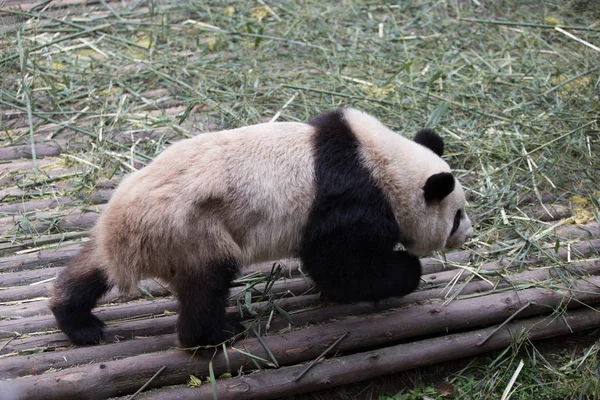 Krásná obří panda v zoo — Stock fotografie