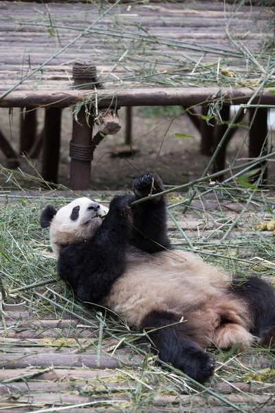 Gyönyörű óriás panda állatkertben — Stock Fotó