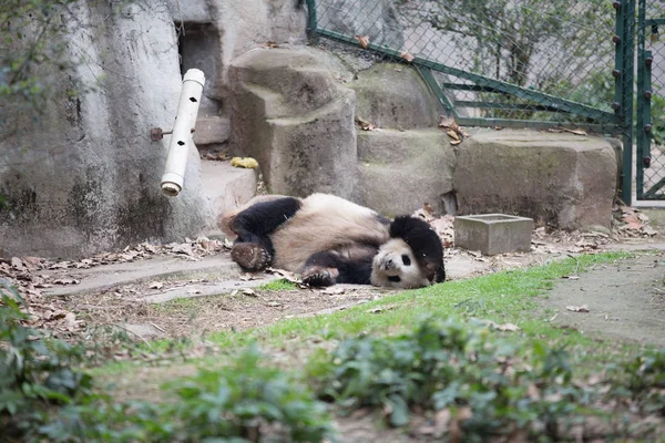 Lovely giant panda in zoo — Stock Photo, Image