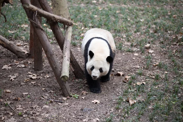 Υπέροχες giant panda σε ζωολογικό κήπο — Φωτογραφία Αρχείου