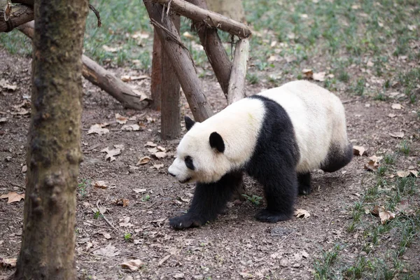 Lovely giant panda in zoo — Stock Photo, Image