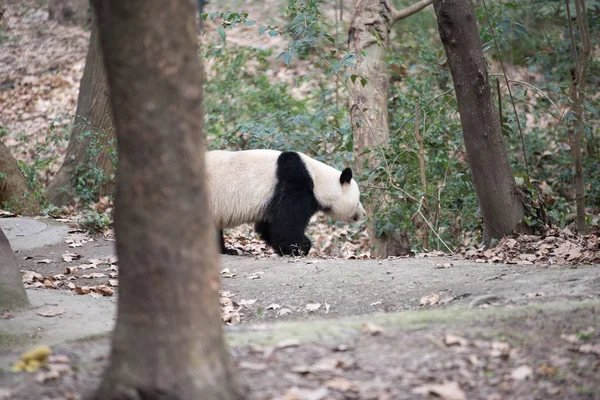 Krásná obří panda v zoo — Stock fotografie