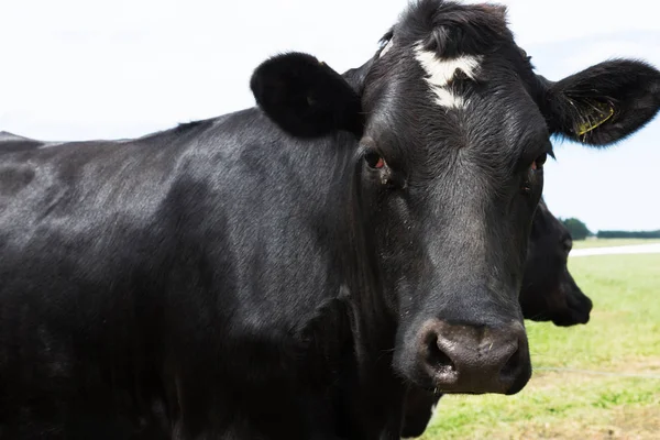 Cows on pasture in sunny day — Stock Photo, Image