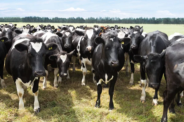 Kühe auf der Weide bei sonnigem Tag — Stockfoto