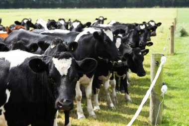 güneşli bir gün mera üzerinde ineklerin